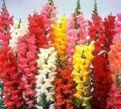 VibeX ™ PAU-555-ANTIRRHINUM MIXED FLOWER SEEDS Seed