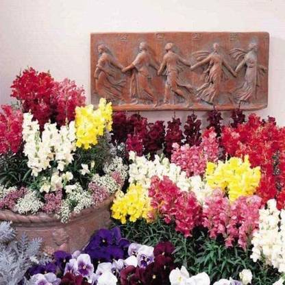 VibeX Antirrhinum - Freesong F1 Seed