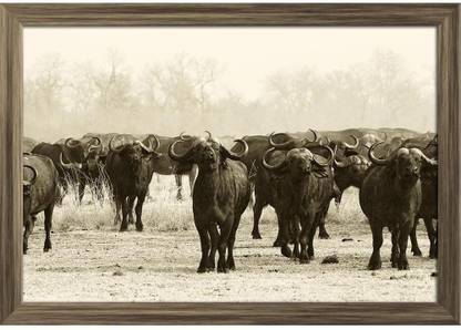 African Buffalo Herd Paper Print