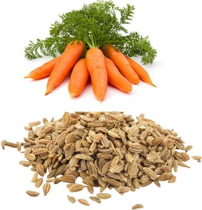 ORGANIC HERBS CARROT SEEDS Seed