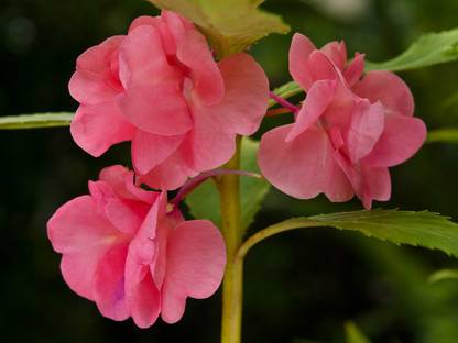 XOLDA Balsam Rose Hbrid Flower Seed