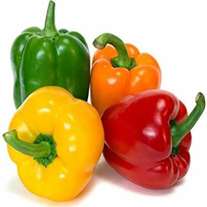 CYBEXIS Organic Mixed Color Capsicum Bell Pepper Seeds Seed