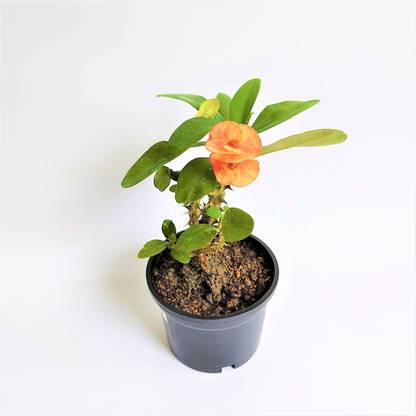 Florist Quest Euphorbia Plant