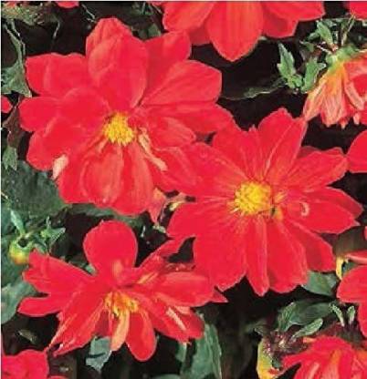 DIOART ® NBIR-1446-Perennial Flowers Seeds Dahlia Seed