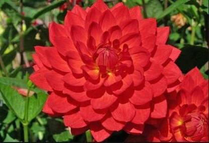DIOART ™ PAU-189-Dahlia Variabilis ‘Bishop’s Children’ Seed