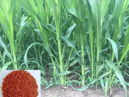 saraswati traders Sorghum Sudan Grass Seed