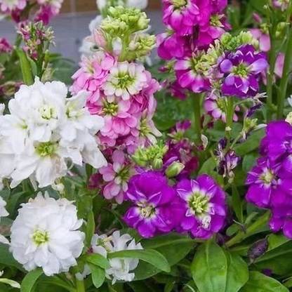 VibeX PAU-57-Hybrid Stock Crimson Flower Seeds Seed
