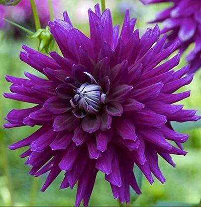 VibeX ® GBPT-1180-Dahlia Flower Seeds for Planting Seed