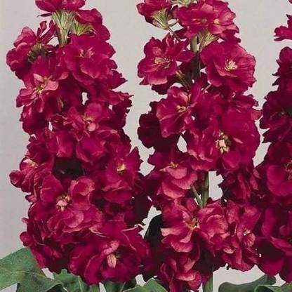 VibeX ™ HUA-58-Stock Crimson Flower Seeds (Matthiola Incana Ten Week Crimson) Seed