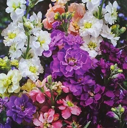 VibeX NBIR-84-Scented Stock Seeds - Matthiola Bicornis Seed
