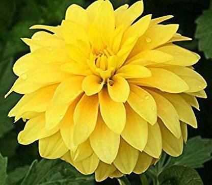 VibeX ™ HUA-709-Dahlia 'Cezanne' Seeds, Dwarf Variety Seed