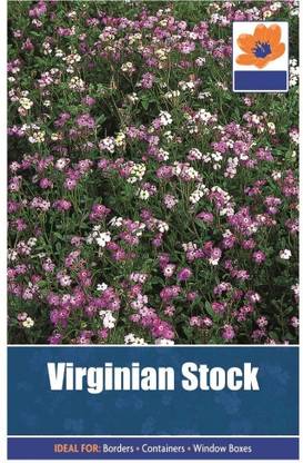 VibeX ® NBIR-21-Stock Night Scented Starlight Scentsation Seed