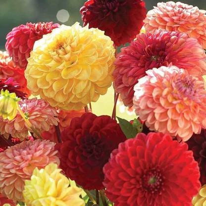 VibeX HUA-217-Dahlia Variabilis ‘Pompone Mixed’ Flower Seeds Seed