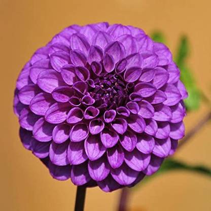 CYBEXIS Purple Dahlia Seed