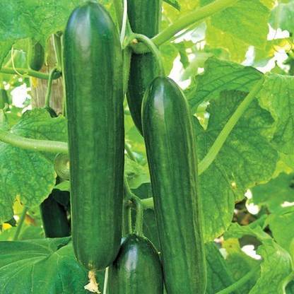 Biosnyg Cucumber Parthenocarpic OP, Imported 10gm Seeds Seed
