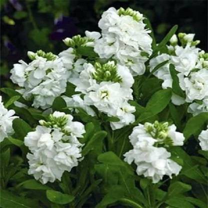 VibeX ™ PAU-84-Stock White (Matthiola Incana Ten Week) Seed