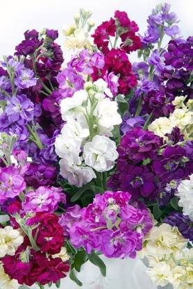 VibeX NBIR-75-Stock"Excelsior" - Variety Mix Seed