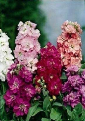 VibeX PUAS-68-Stock - Brompton Mixed Seed