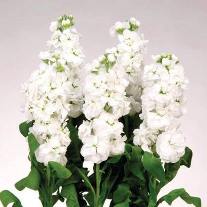 VibeX NBIR-3-Stock (Matthiola Incana Mammouth White) Seed