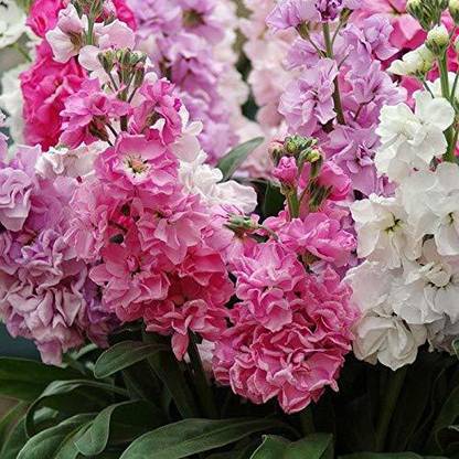 VibeX PAU-3-Stock Flower Seeds Seed