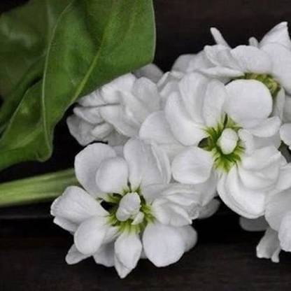 VibeX ICRA-98-Stock White Flower Seeds Seed