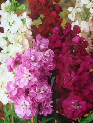 VibeX ® PUAS-86-Stock"Varsovia Rena" - Amaranth-Purple; Gilly Flower Seed