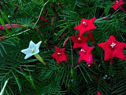 SS ONLINE cypress vine Seed