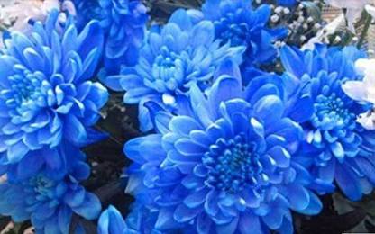 VibeX NBIR-492-Blue Dahlia Seeds Seed