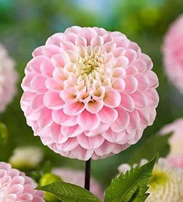 VibeX ™ PAU-1185-Dahlia Flower Seeds for Planting Seed