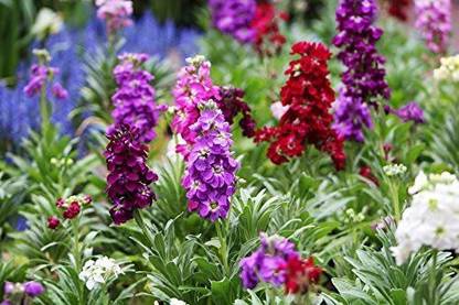VibeX NBIR-93-Hybrid Stock"Excelsior" - Variety Mix Seed