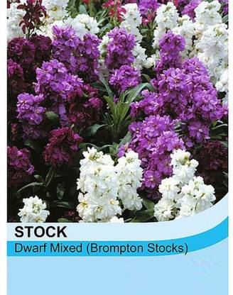 VibeX Stock Virginian Mixed Seed