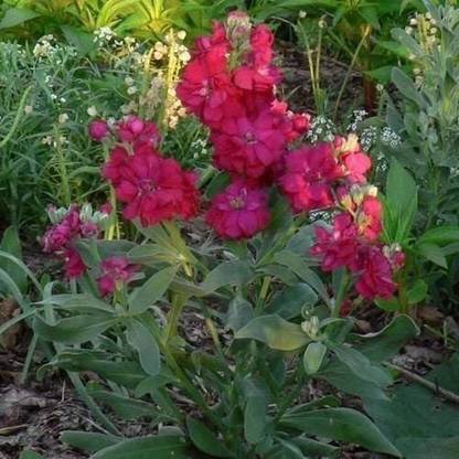 VibeX ™ PAU-72-Stock Crimson Flower Seeds Seed