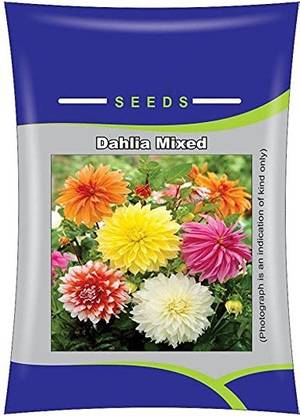 VibeX Dahlia flower Seed