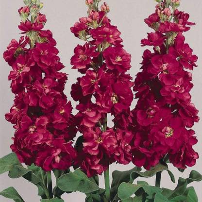 VibeX PAU-93-Stock (Matthiola Incana Mammouth Red) Seed