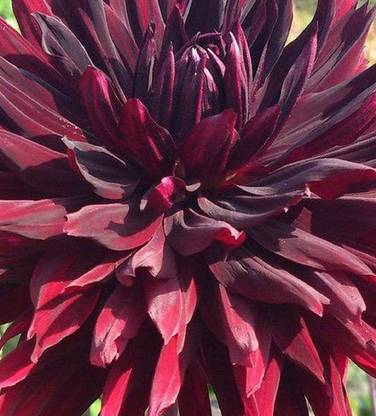 VibeX Dahlia Seed