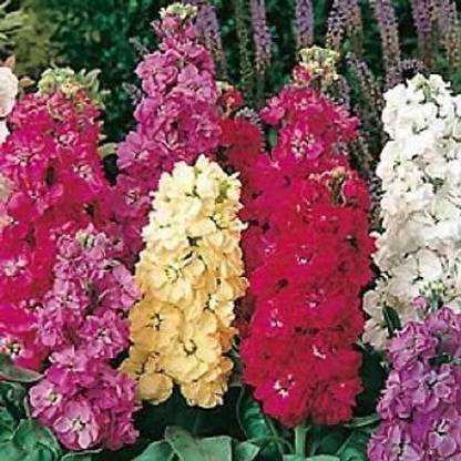 VibeX PAU-66-Sugar and Spice Mix Stock Matthiola/Strong Spicy Scent/Flower Seeds Seed