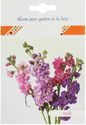 VibeX ® NBIR-3-F1 Hybrid Stock Night Scented Hardy Annual Seeds Seed