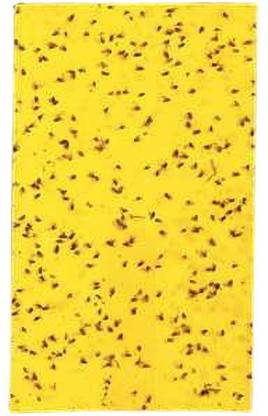 NARKARE YELLOW STICKY TRAPS A4 SIZE 99% CONTROLS INSECTS & PESTS Fly trap for control Whitefly, Thrips, Aphids, Jassids, onion fly, Leaf hopper, fungus gnats, and other flying insects PACK OF 1 (100X1 UNITS)