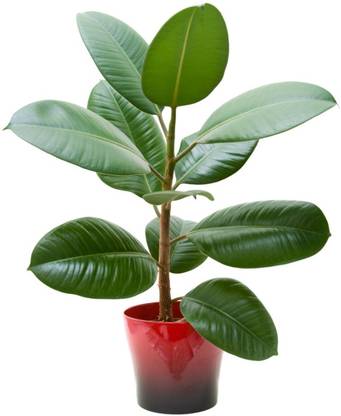 Earth Plant Farm Rubber Tree