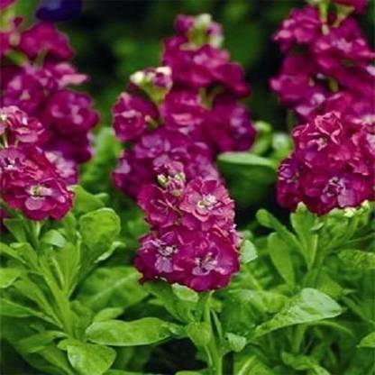 VibeX Stock Rose (Matthiola Incana Ten Week) Seed