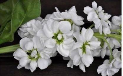 VibeX HUA-28-F1 Hybrid Stock (Matthiola Incana Ten Week White) Gillyflower Night Scented Seed