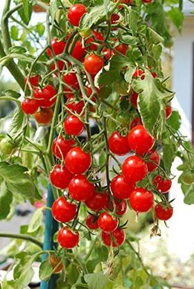 TRICONE SYNGENTA SAAHO 3251 Tomato Seeds for Gardening 5 GM Seeds CV21 Seed