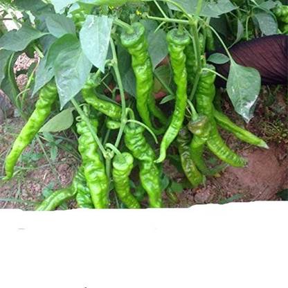YOUNG STAR PREMIUM FARMER CHOICE, (150 SEED ABOVE ) CHILLI (MIRCHI) SEED SPICE PLANT,, HYBRID FARMER CHOICE F1 MIX CHILLI(MIRCH) SEED Seed