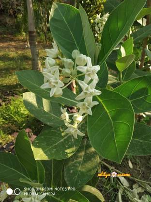 plant palace Safed Aak Plant