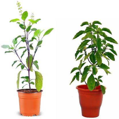 Vamsha Nature Care Tulsi Plant