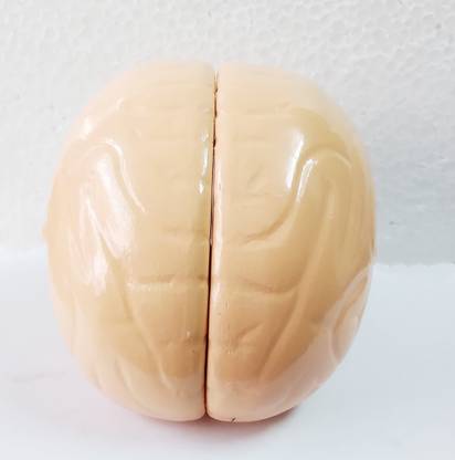 dwij collection human brain 3D model Anatomical Body Model