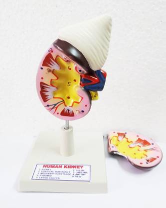 dwij collection human kidney 3D model , disectable and each part labeled for schools and labs Anatomical Body Model
