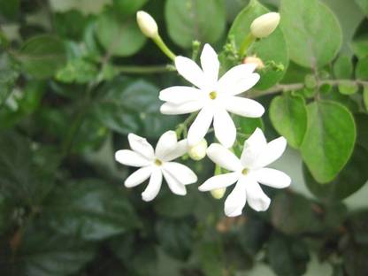 Indiana Herbalife Jasmine Plant