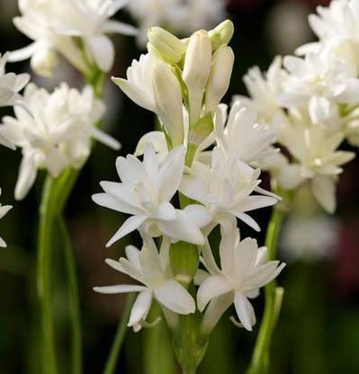 EdensField Tuberose/Rajnigandha Plant Price in India - Buy EdensField