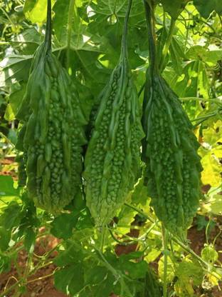 Iris Hybrid Seeds Bitter Gourd Seed